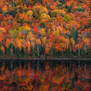 Autumn trees display vibrant foliage, reflecting on a still lake, creating a mirrored effect in a tranquil forest setting.