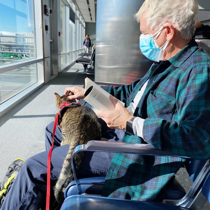 cat traveling on a plane