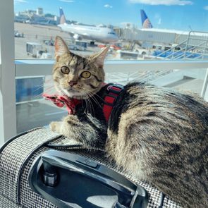 Cat resting on suitcase inside airport, wearing a harness, while observing airplanes through large glass windows.