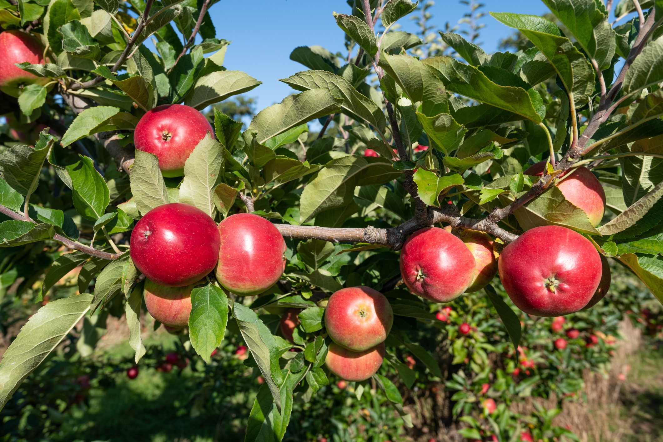 red apples growing on a tree