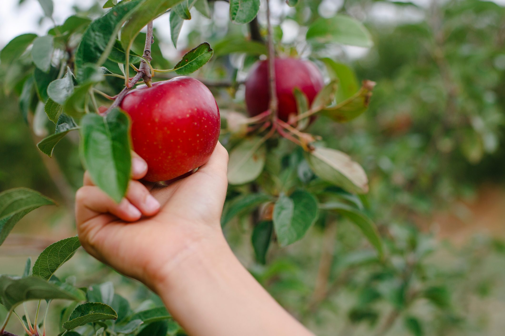 A child's hand reaches out to pick a beautiful red apple from a tree