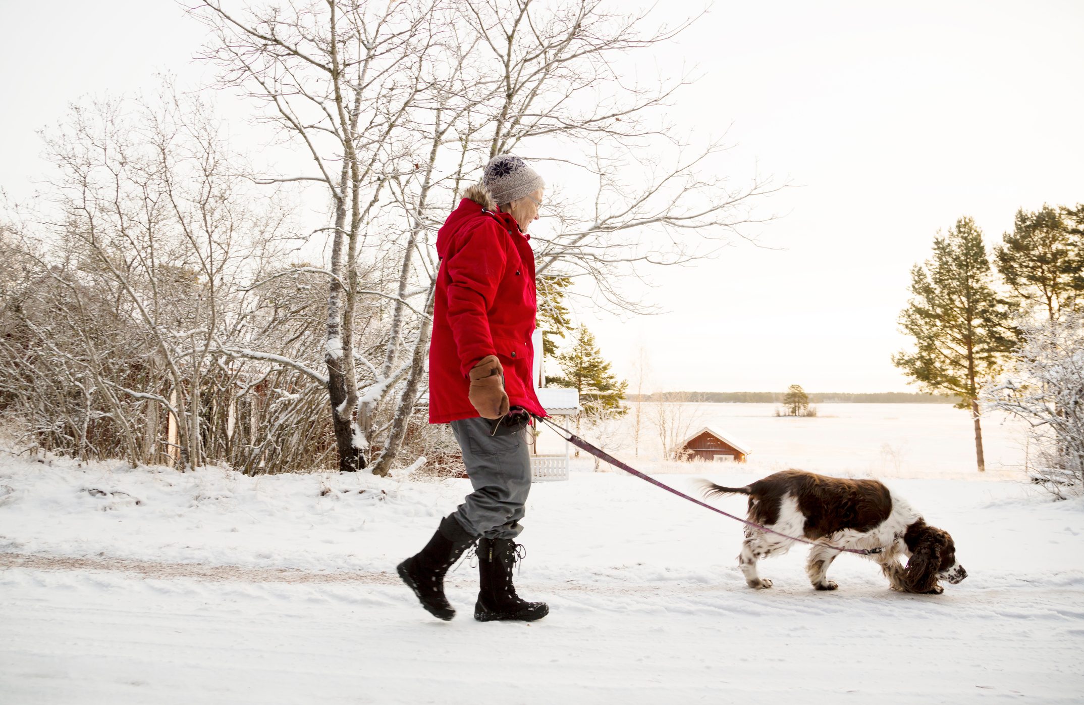 Senior woman walking dog