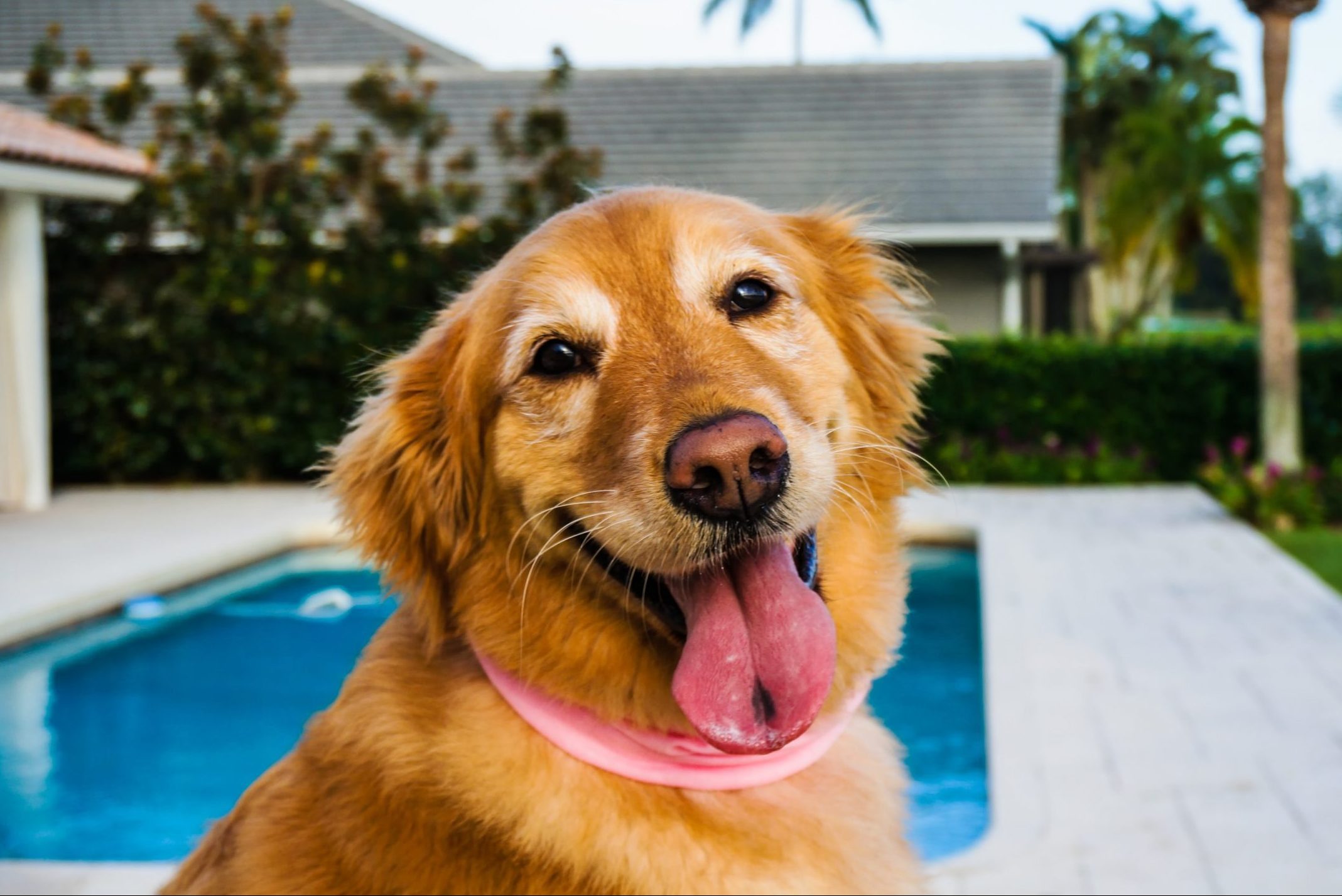 happy old golden retriever dog sticking out tongue