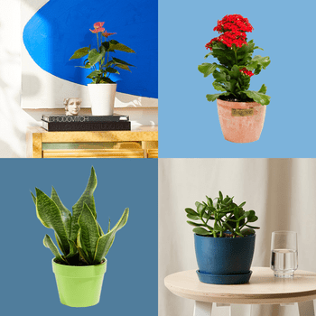 Four potted plants are displayed: one on a table with books, another in terracotta, a third in green pot, and a fourth near a glass.