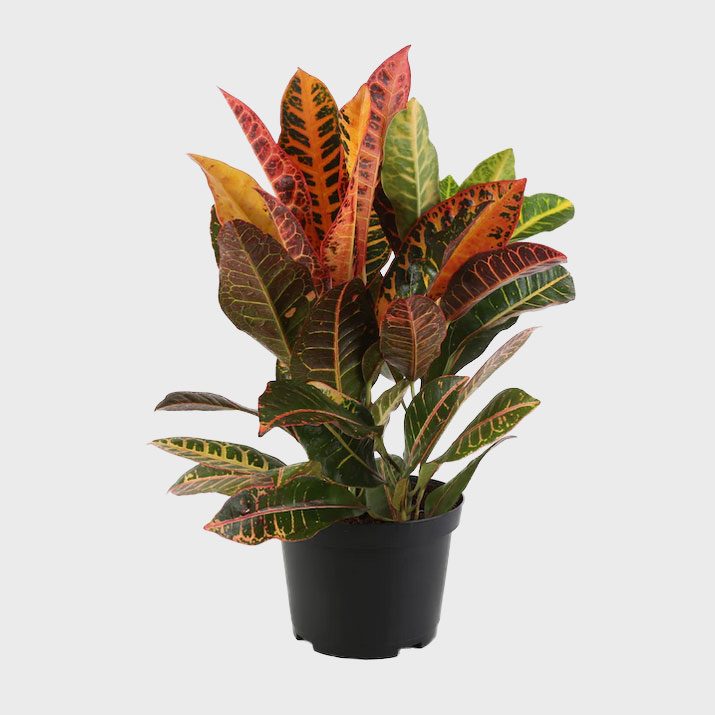 Plant stands with multicolored leaves in a black pot, isolated against a plain white background.