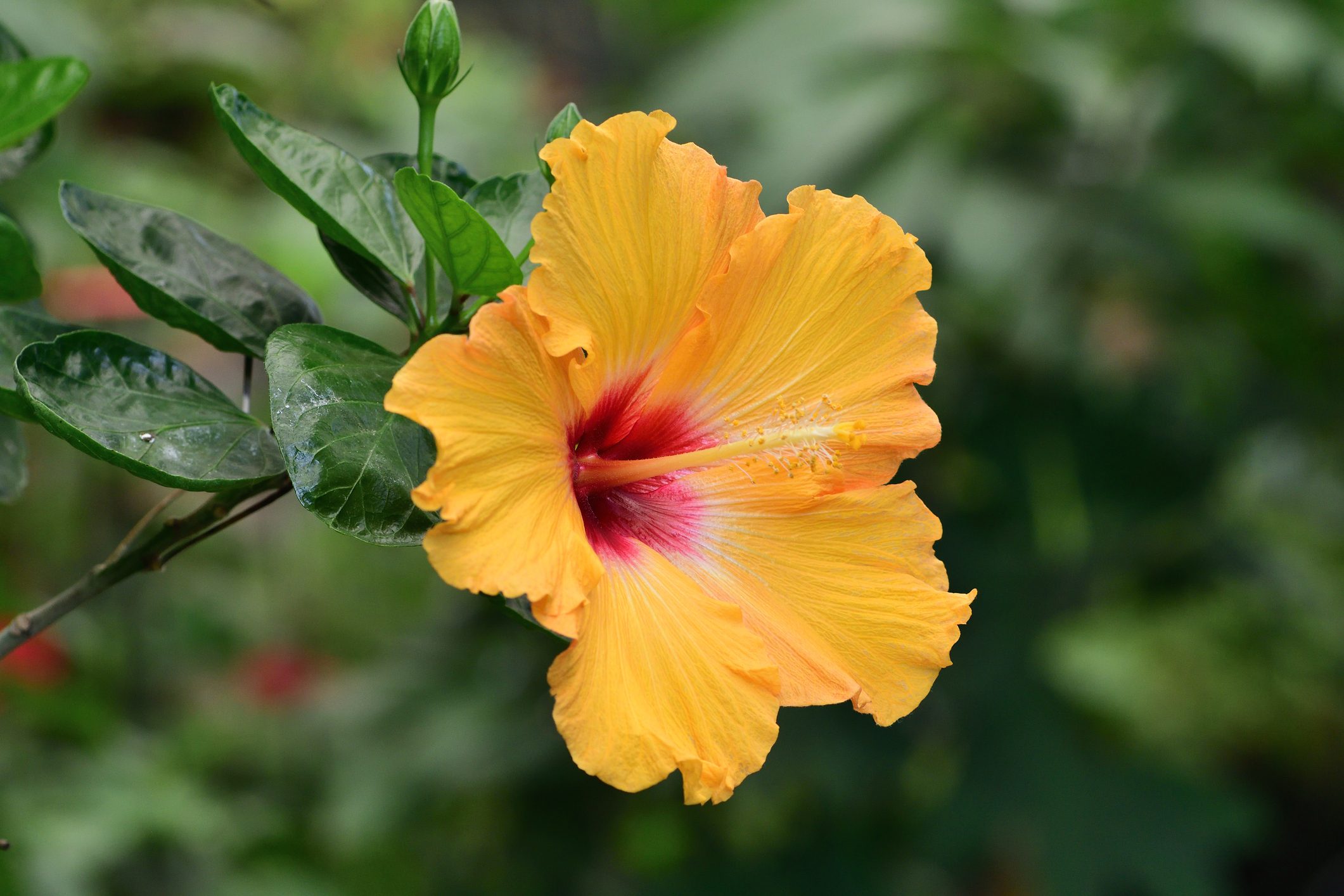 Yellow hibiscus flower blooms against green leaves, with a blurred natural background.