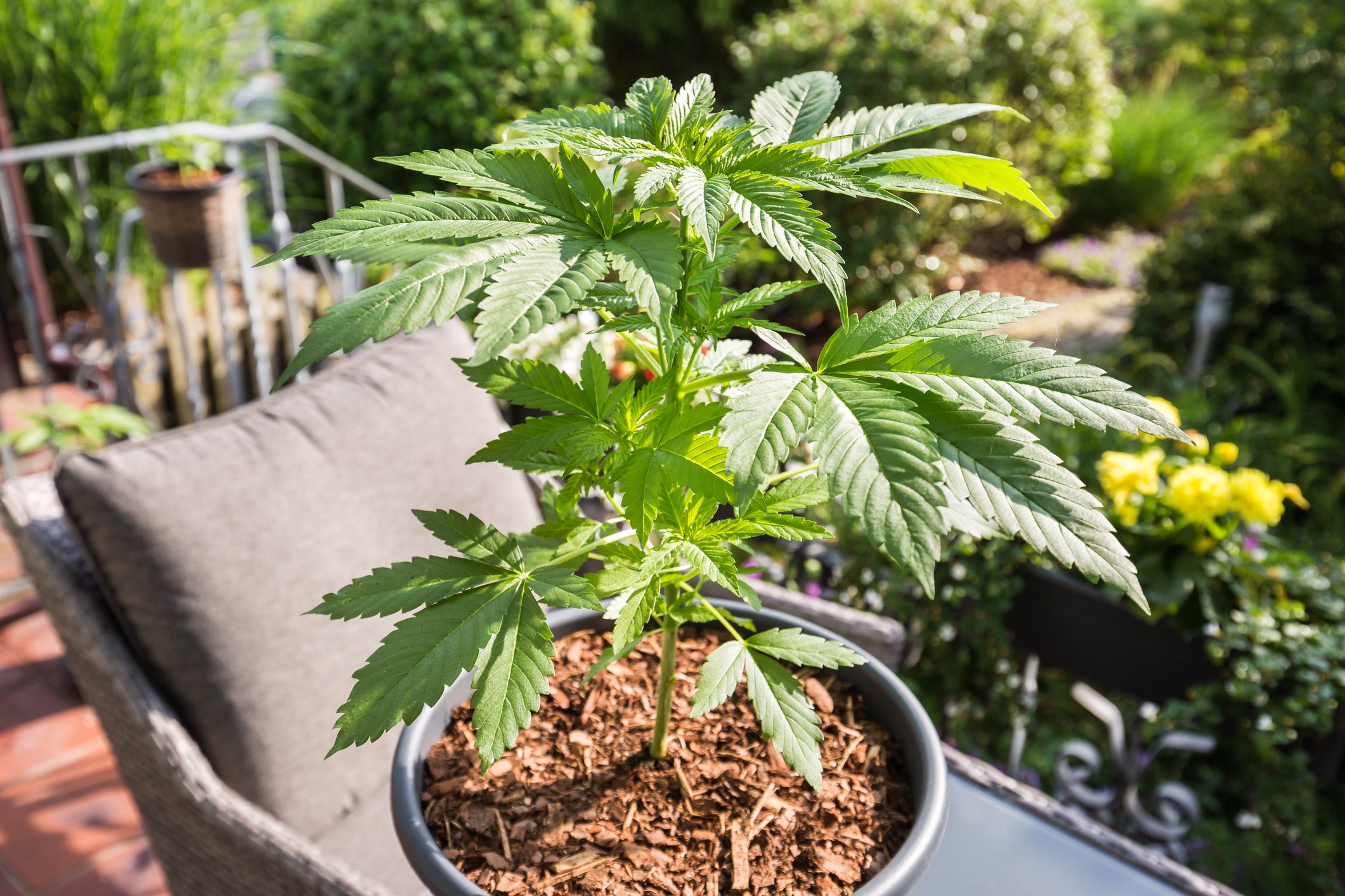 Potted cannabis plant grows on a sunlit patio, surrounded by outdoor furniture and lush green garden plants.