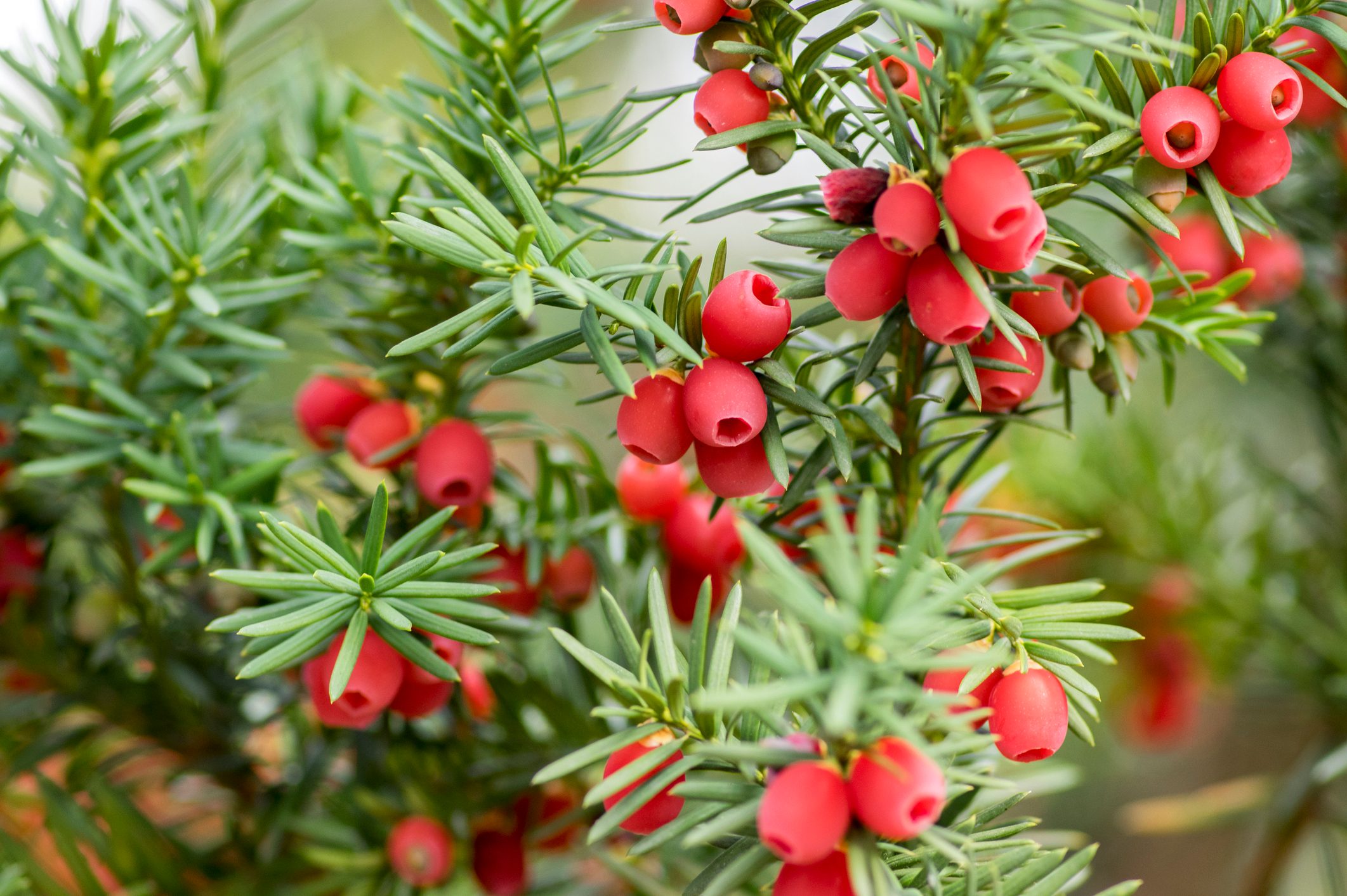 Red berries hang amidst green needle-like leaves, clustered on a shrub in a natural outdoor setting.