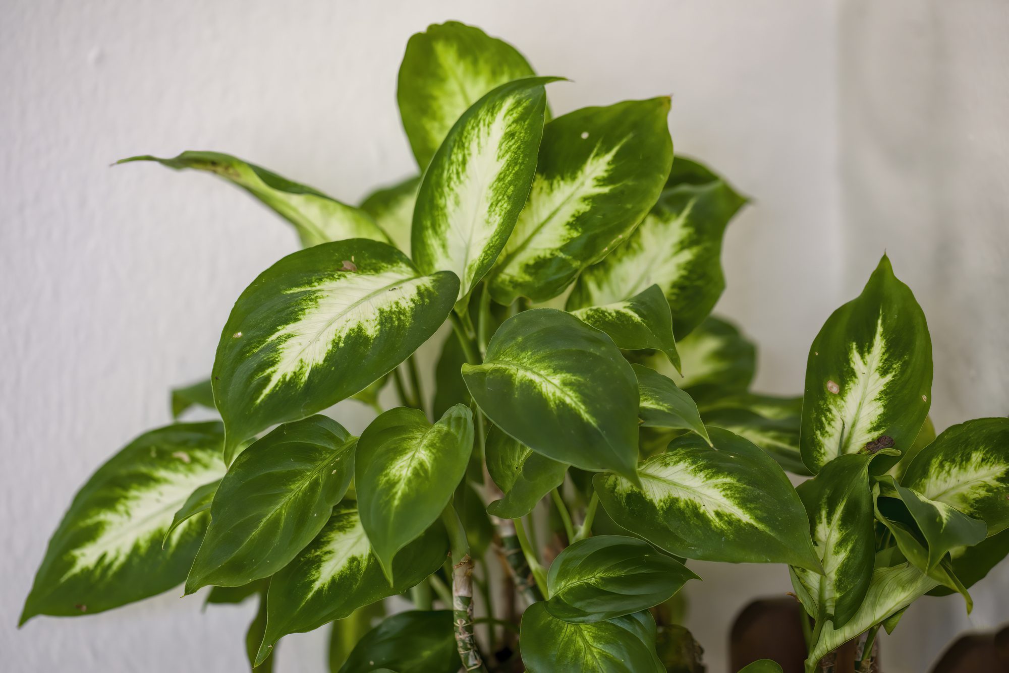 Green and white leaves grow densely against a plain white wall background.