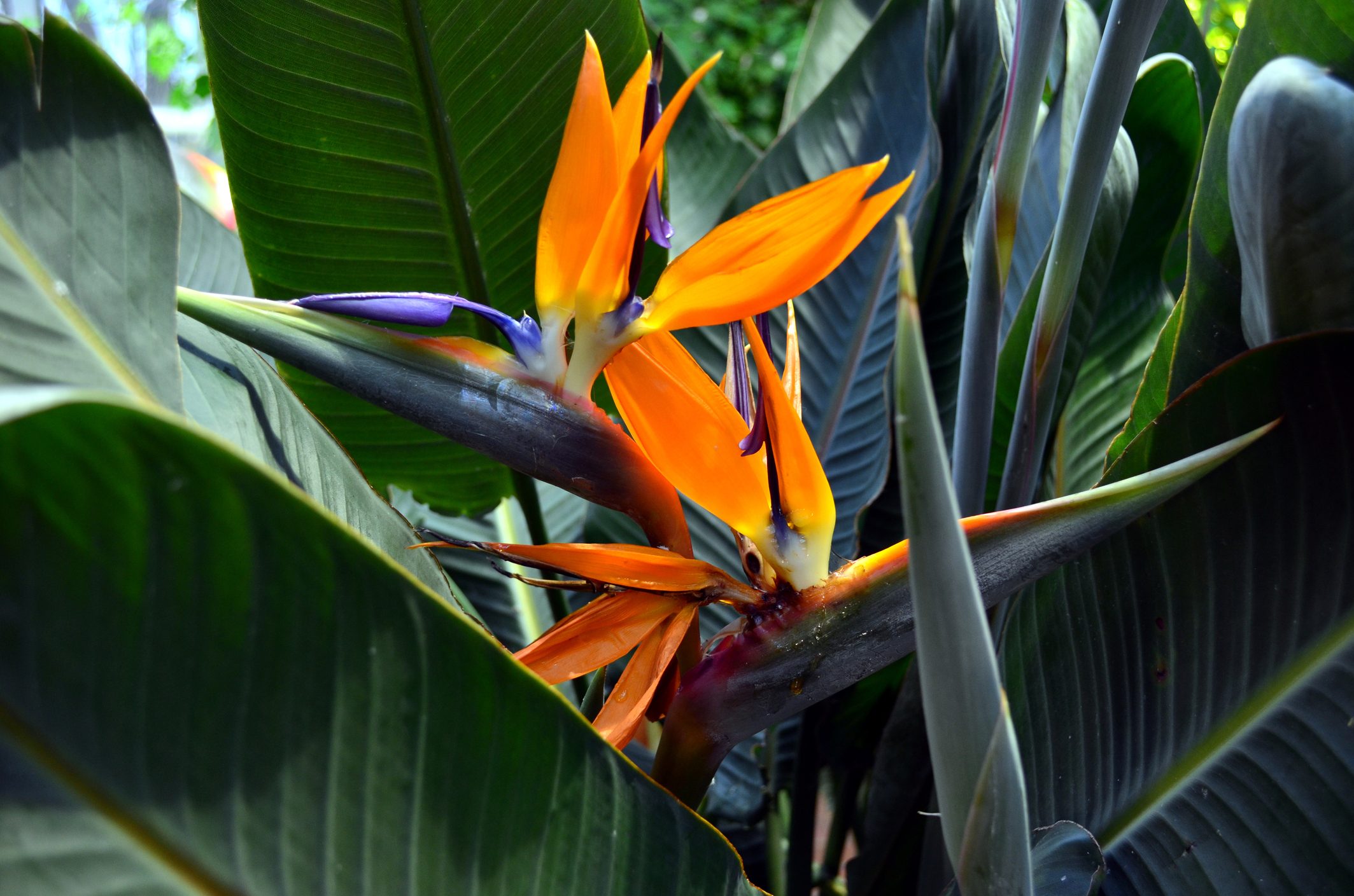Bird Paradise Flower In Helsinki Garden