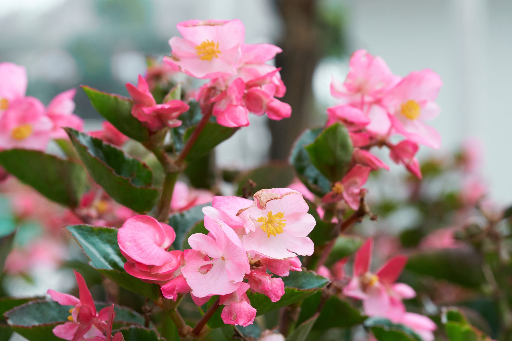 pink wax begonias close up
