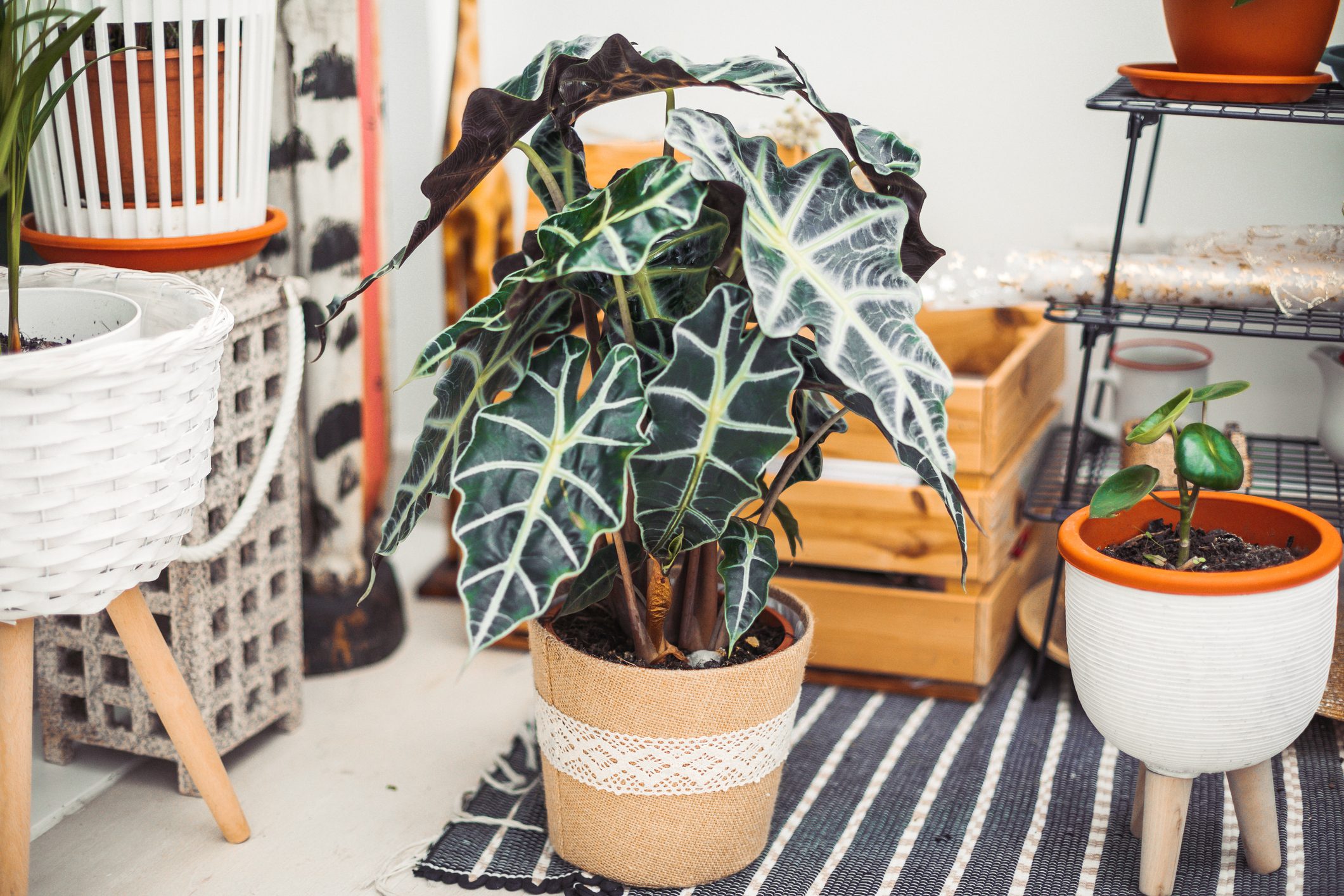 Potted plant with dark green leaves, resting on a patterned mat, surrounded by various other potted plants and wooden furniture.