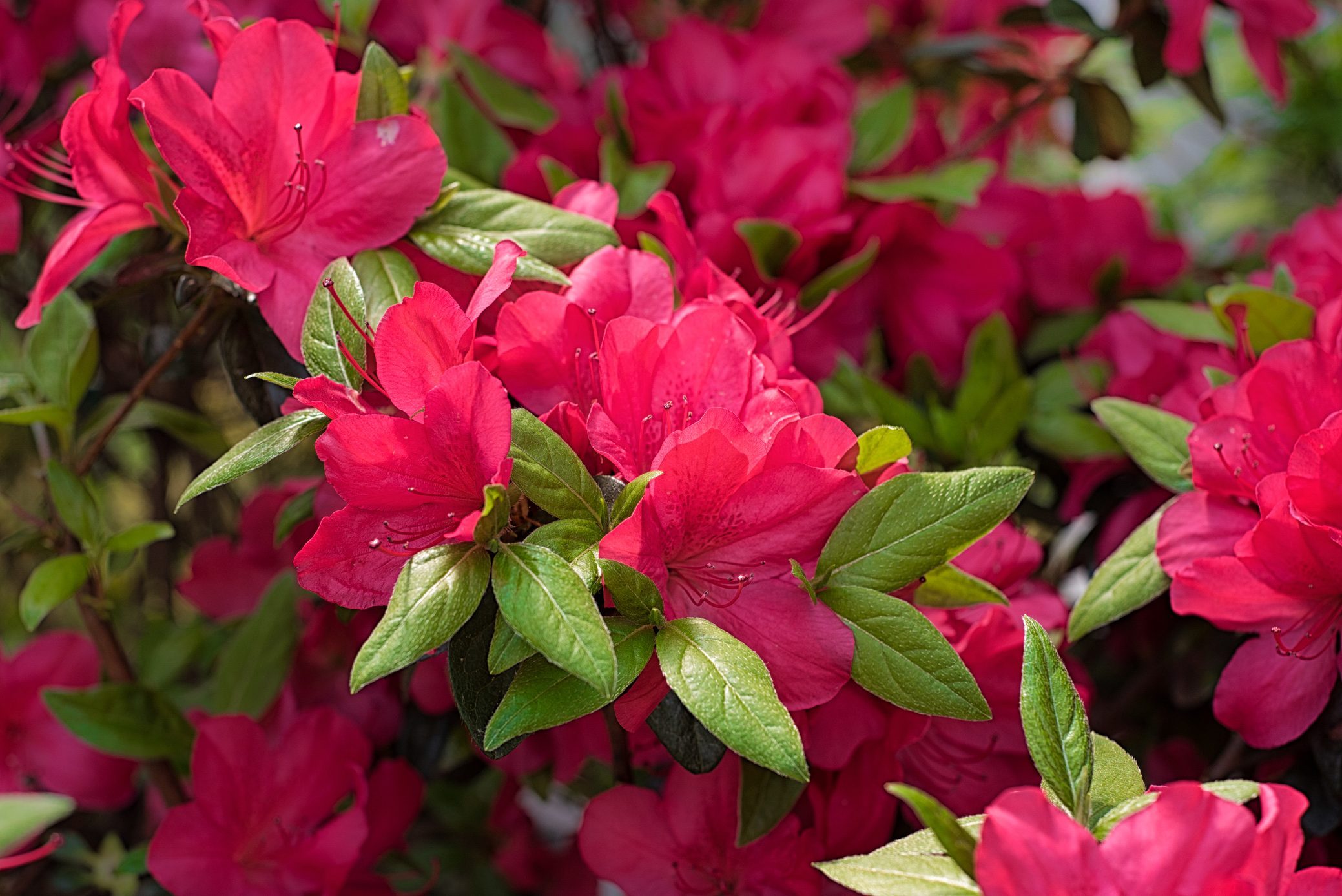 Vibrant pink flowers bloom among lush green leaves, filling the scene with lively, natural colors.