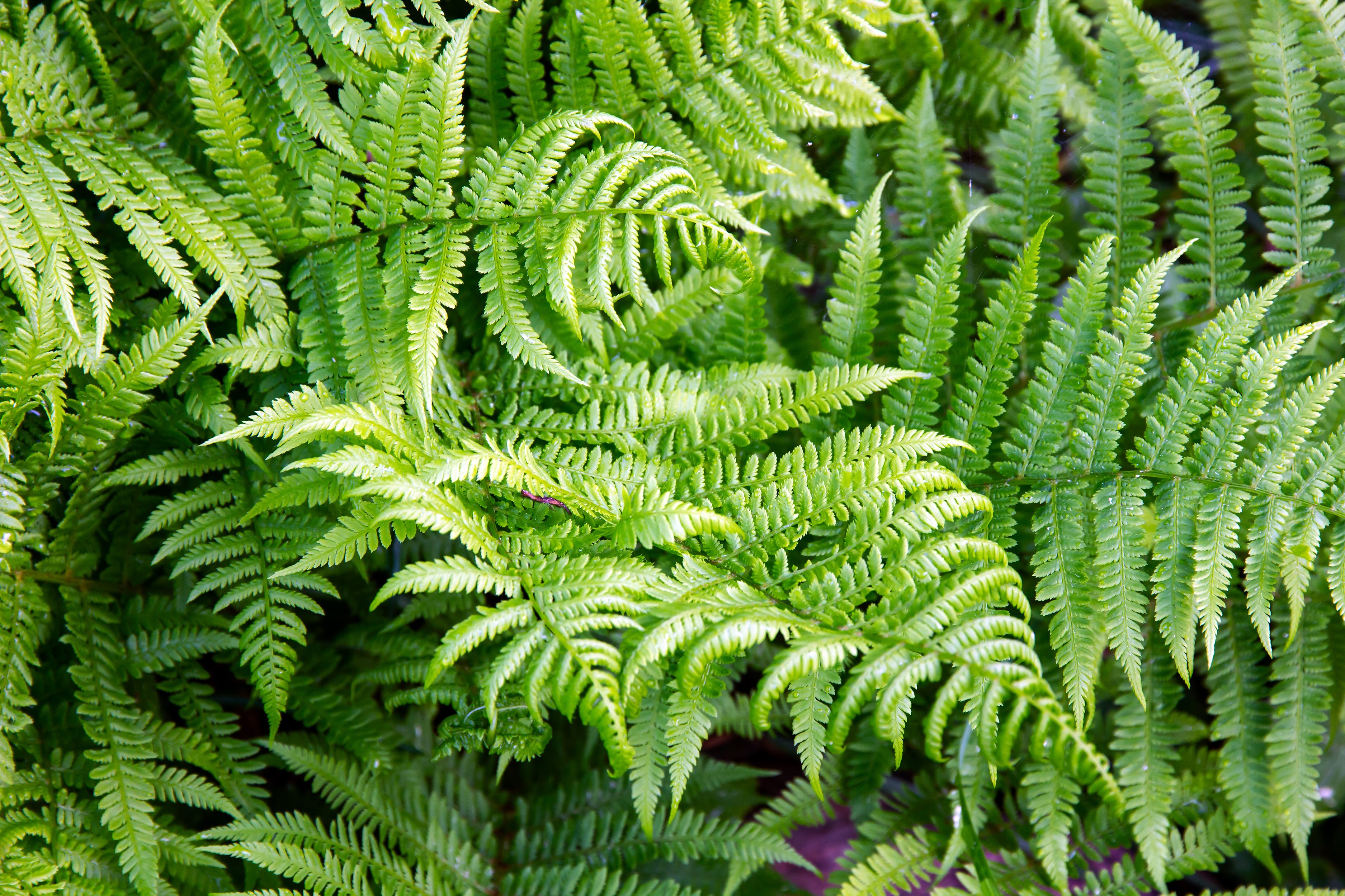 Lush green fern fronds overlap intricately, creating a dense pattern in natural outdoor light.