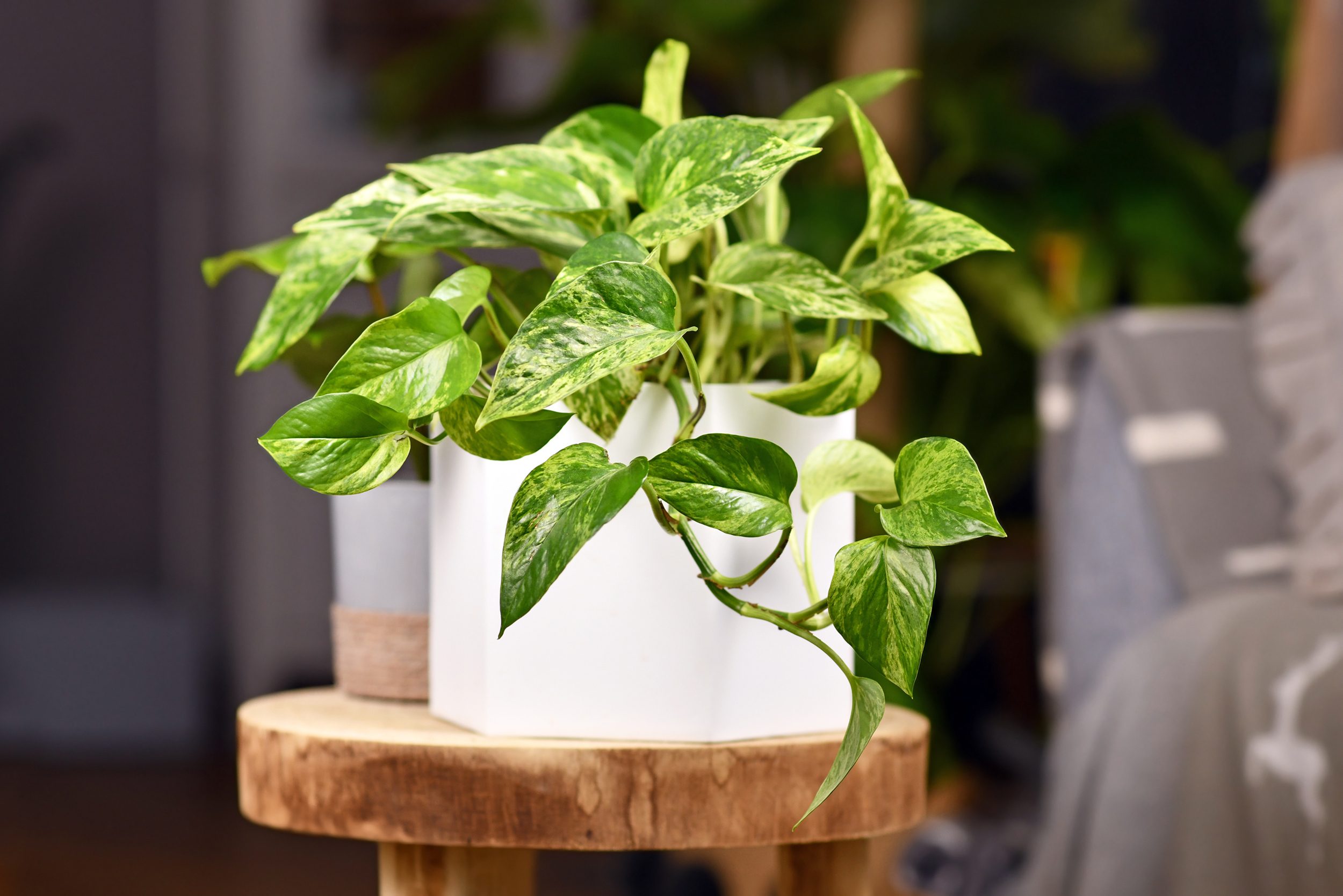 Potted plant with variegated green leaves sits on a wooden table indoors, surrounded by softly focused furniture and cozy decor.