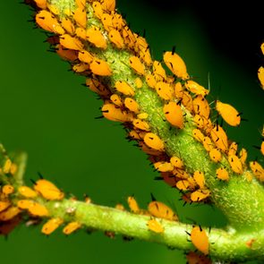 Orange aphids cluster on a green plant stem, feeding. The background is a plain, blurred green, emphasizing the insects and plant detail.