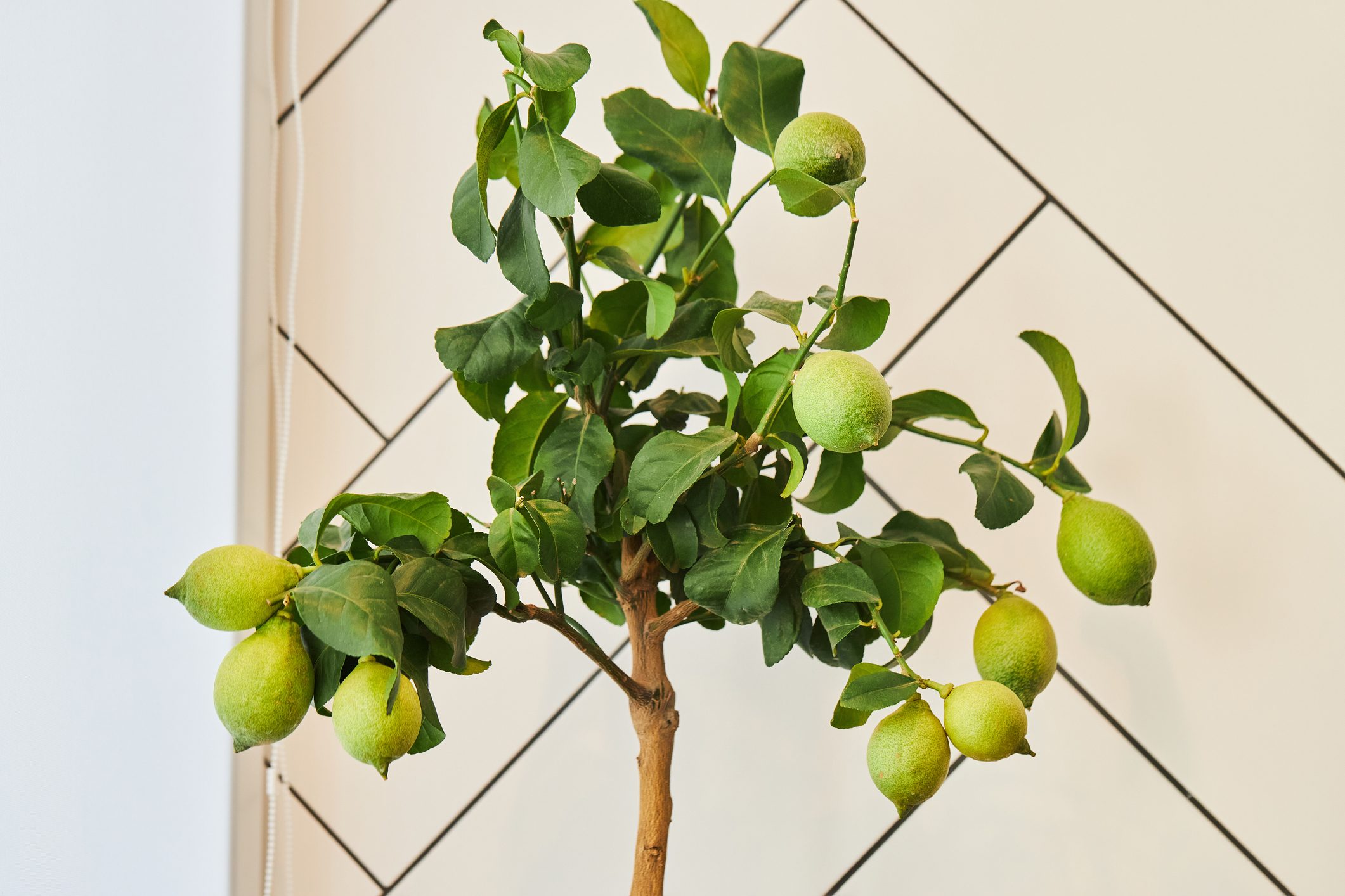 Lemon tree, bearing green fruit, stands against a tiled wall background.