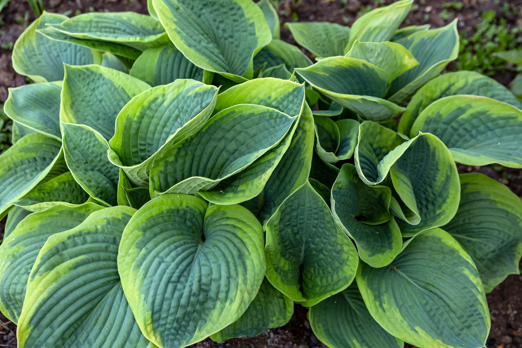 Large green hosta leaves overlap densely, displaying bold textures in a garden bed surrounded by soil.