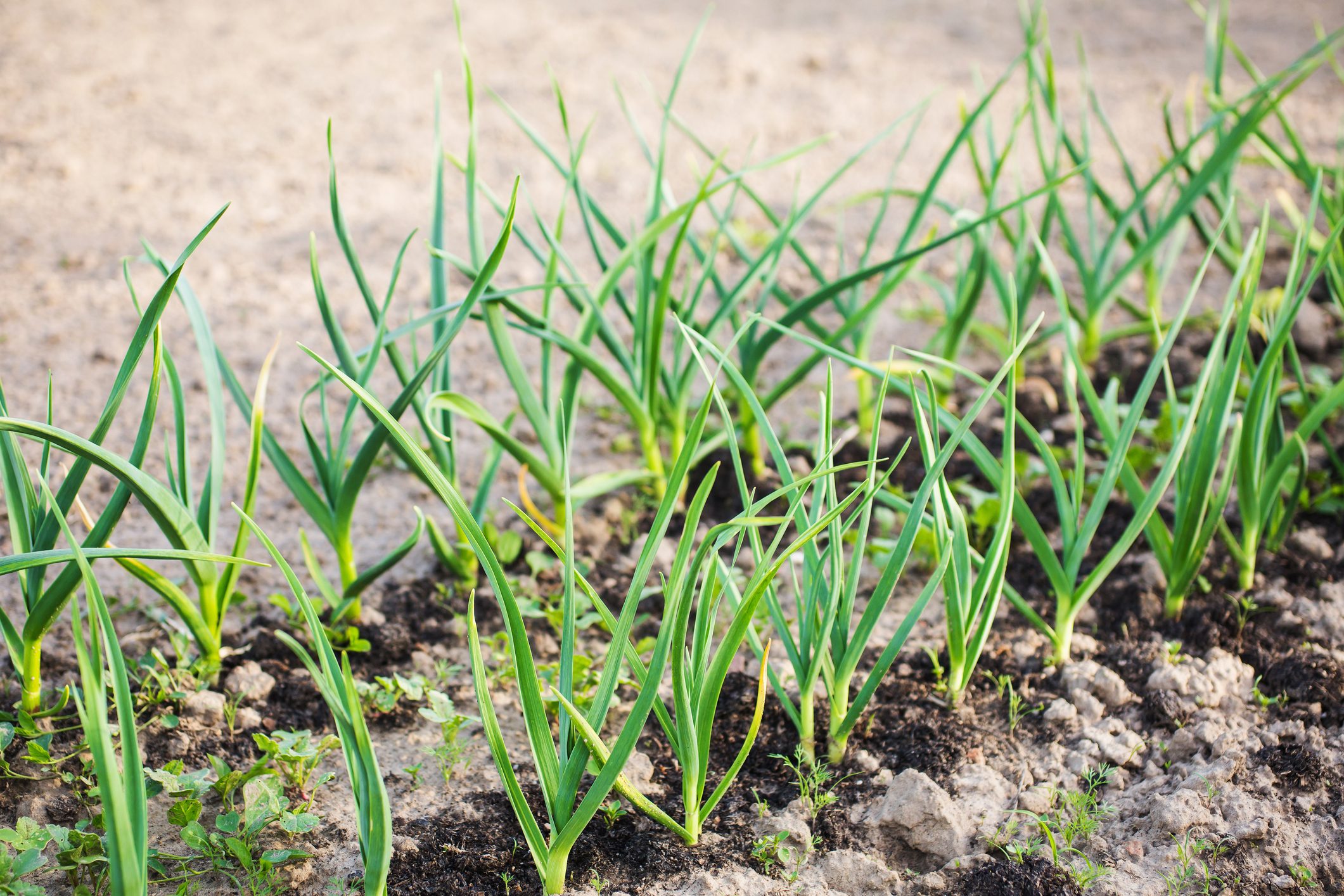 Green onion plants grow in neat rows in a garden bed, surrounded by light brown soil and small patches of other greenery.