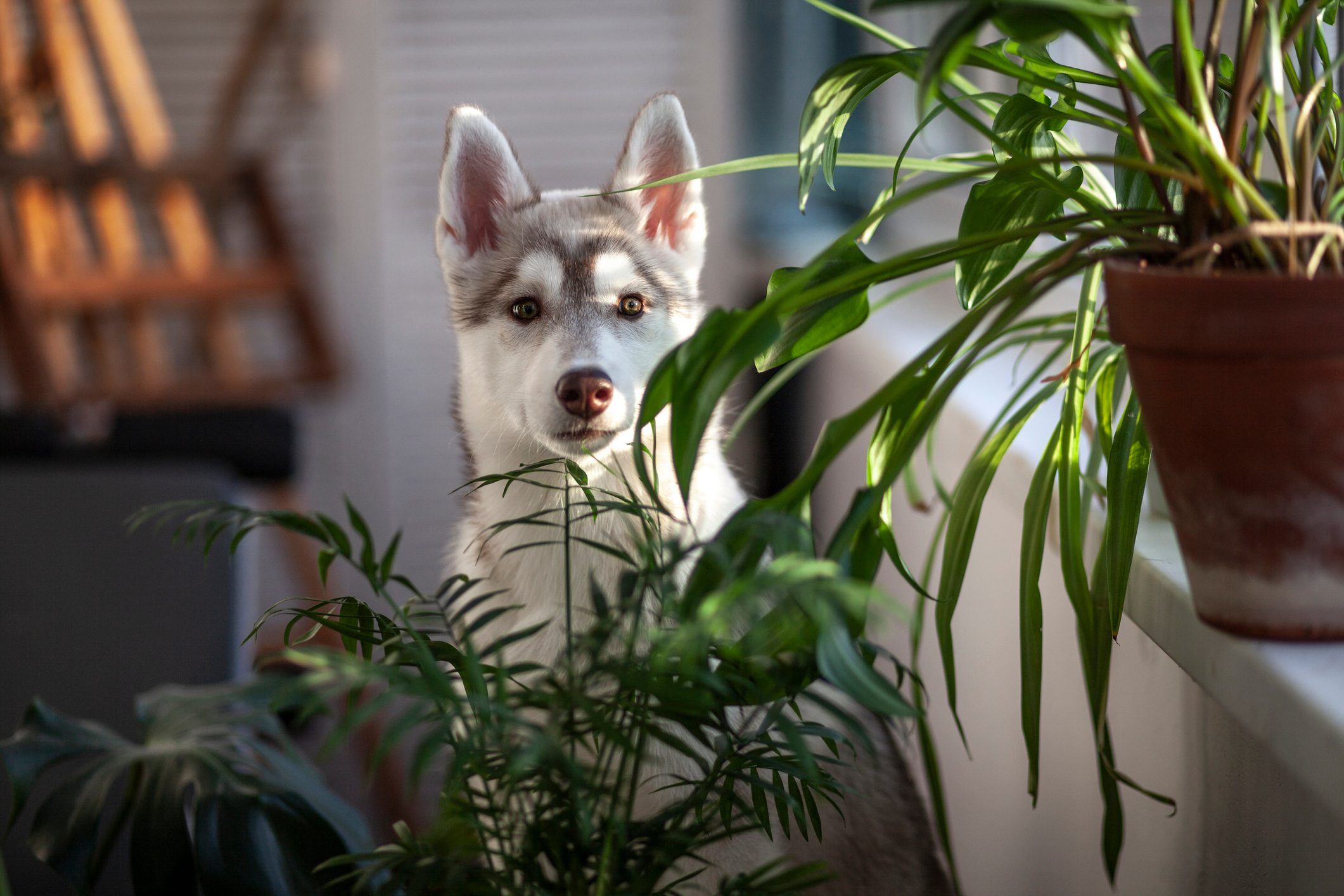 A husky stands observing, partially hidden behind lush green potted plants, in a sunlit indoor setting with a blurred background.