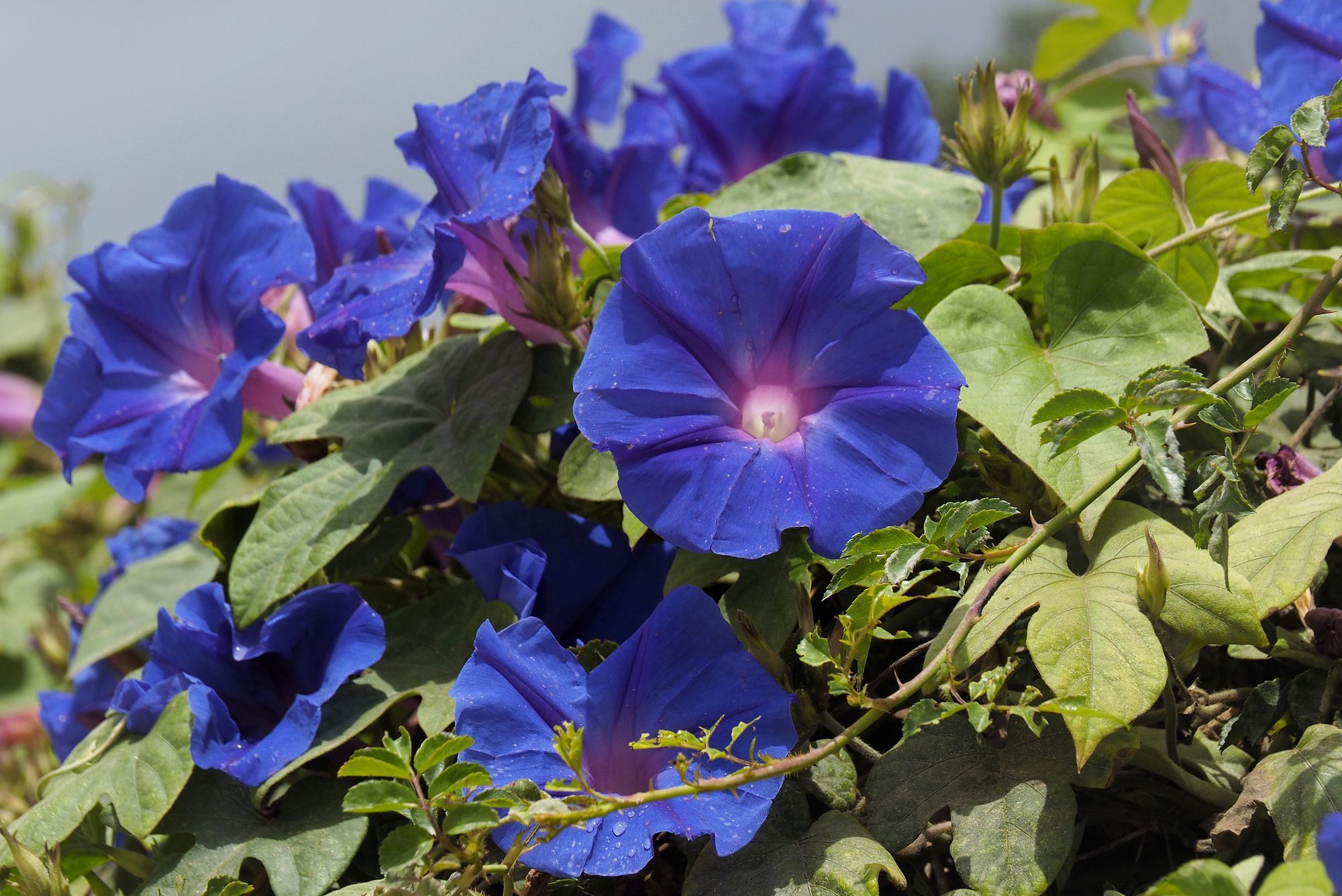 Blue morning glories bloom vibrantly among lush green leaves under a clear sky.