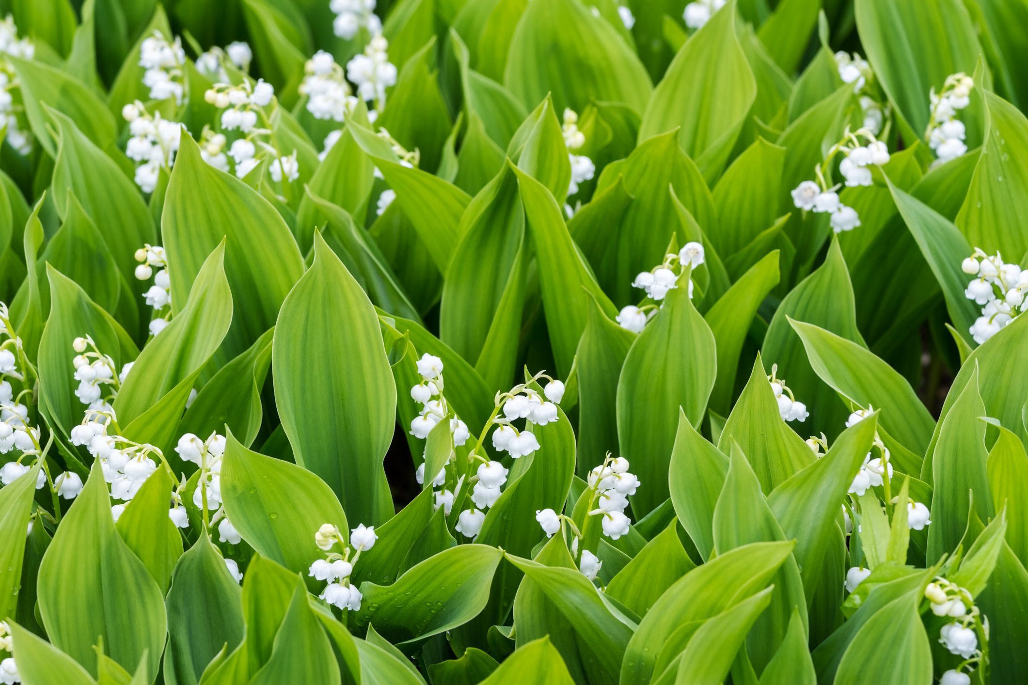 White lily of the valley flowers bloom amidst lush green leaves, creating a dense, vibrant field.
