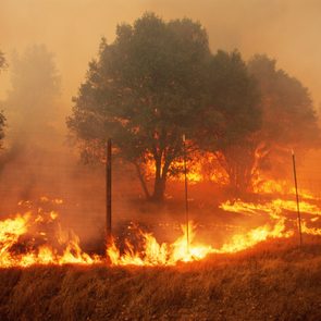Wildfire engulfs trees, spreading rapidly through dry grass, under a smoky orange sky, with a metal fence in the foreground.