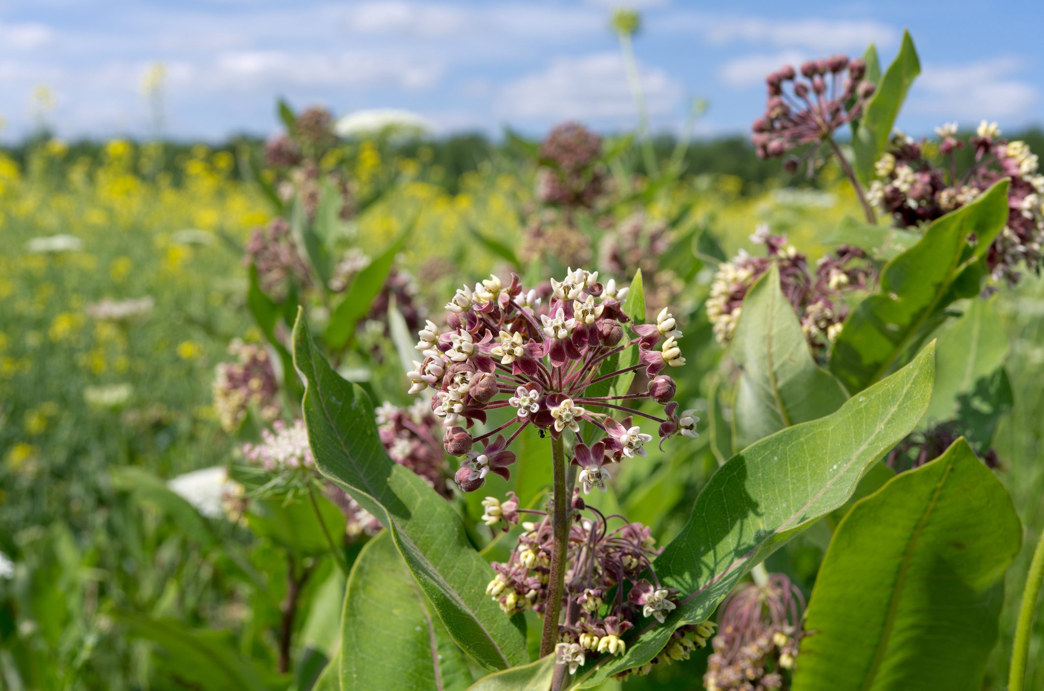 Milkweed plant displaying clusters of purple and white flowers, growing amidst lush greenery under a blue sky with scattered clouds.