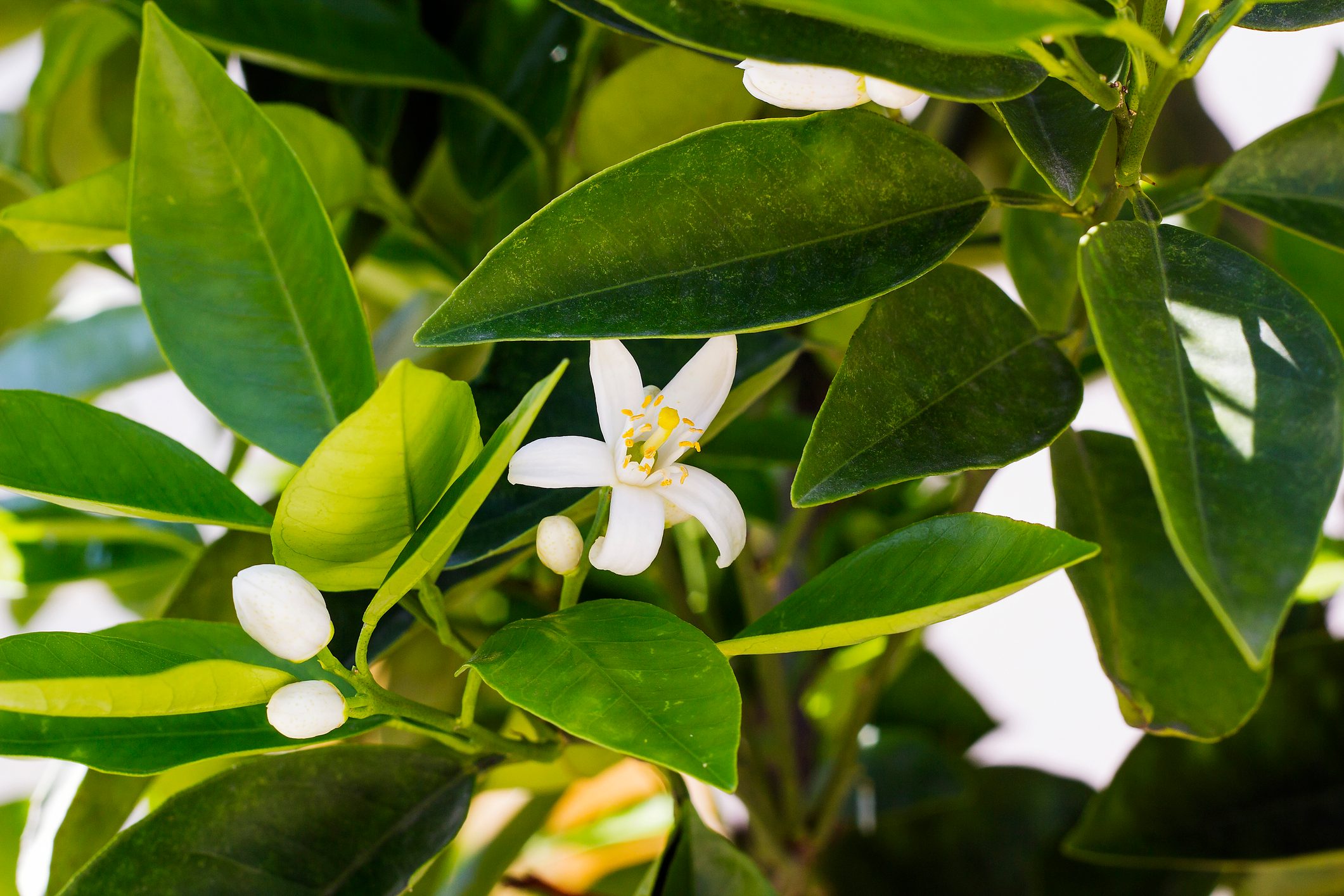 White lemon flower blossoms on green tree