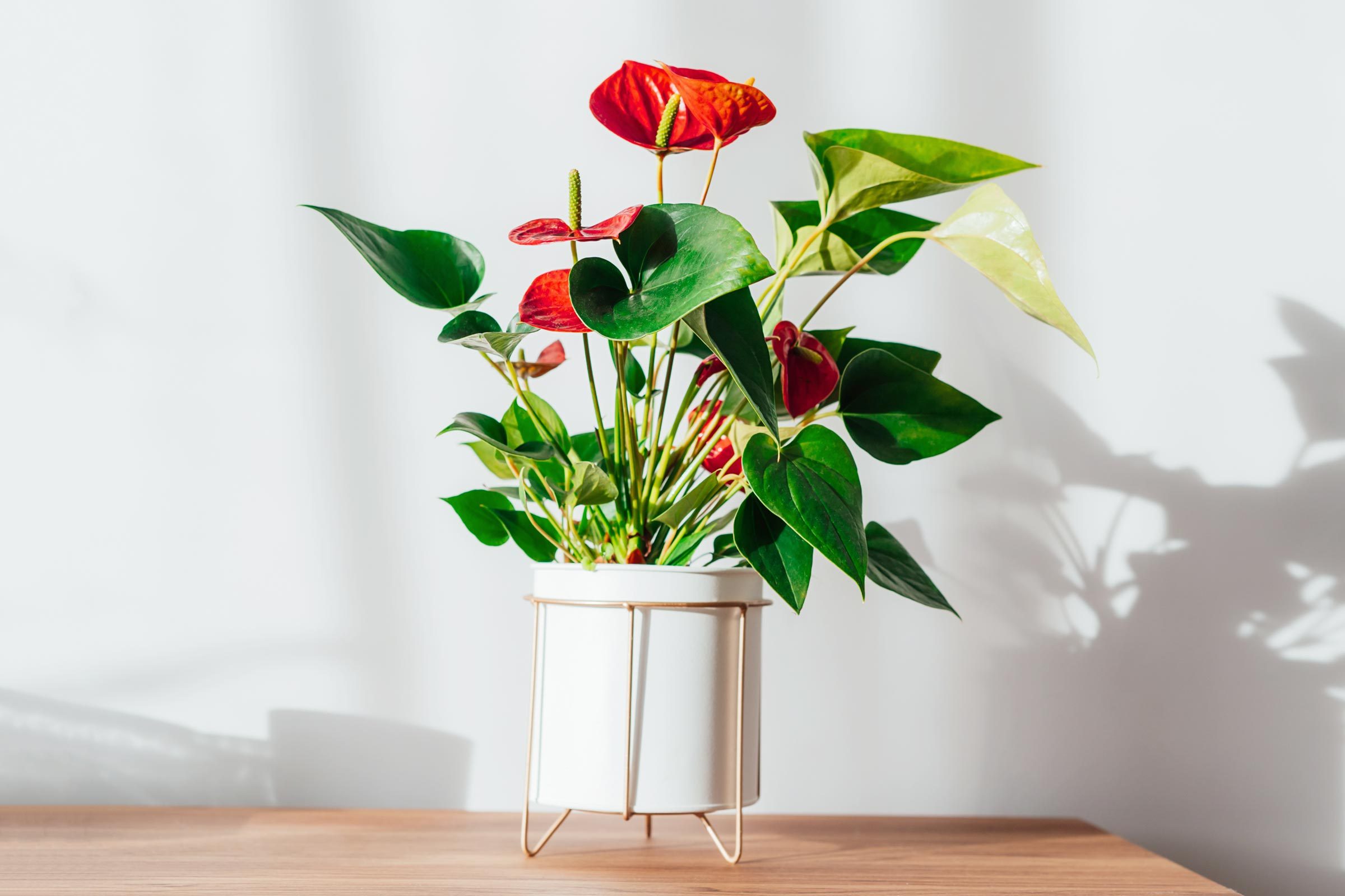 Red Flamingo Flower in a white pot on a wooden table with sunlight coming in from a nearby window creating shadows on the wall