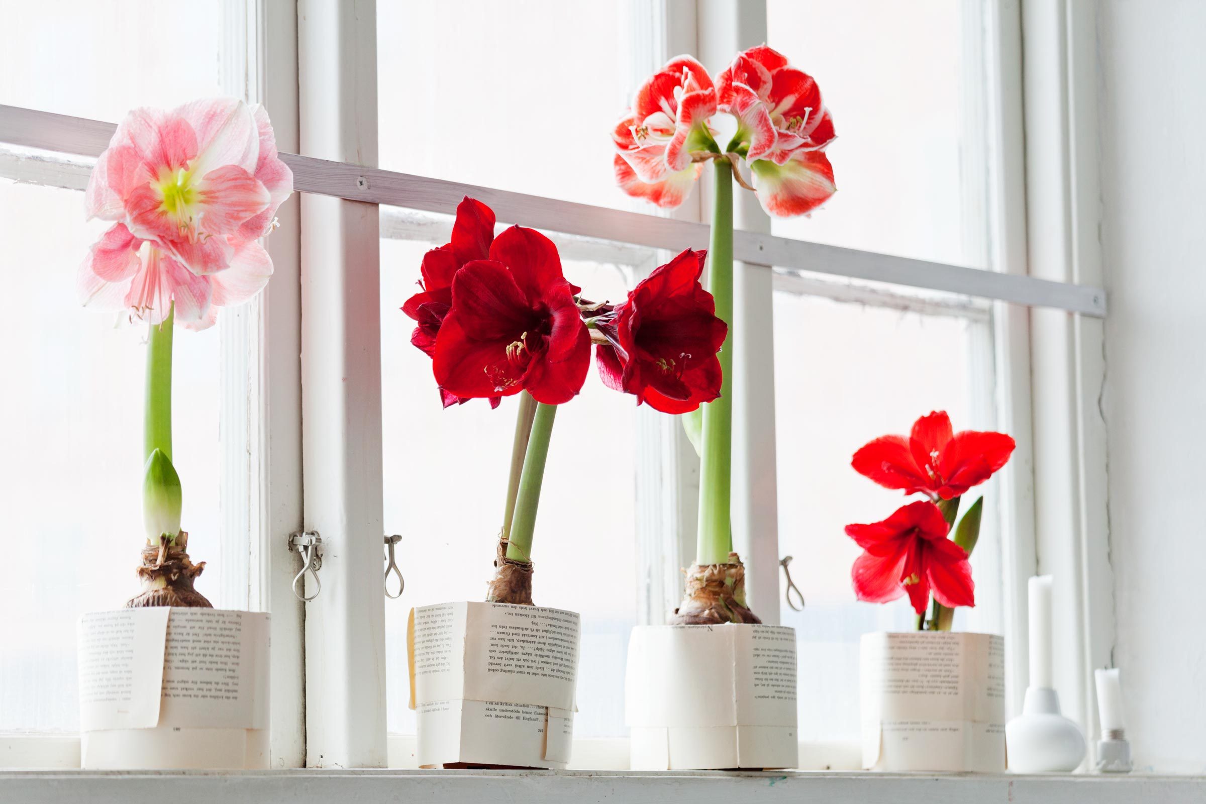 Amaryllis flowers on windowsill