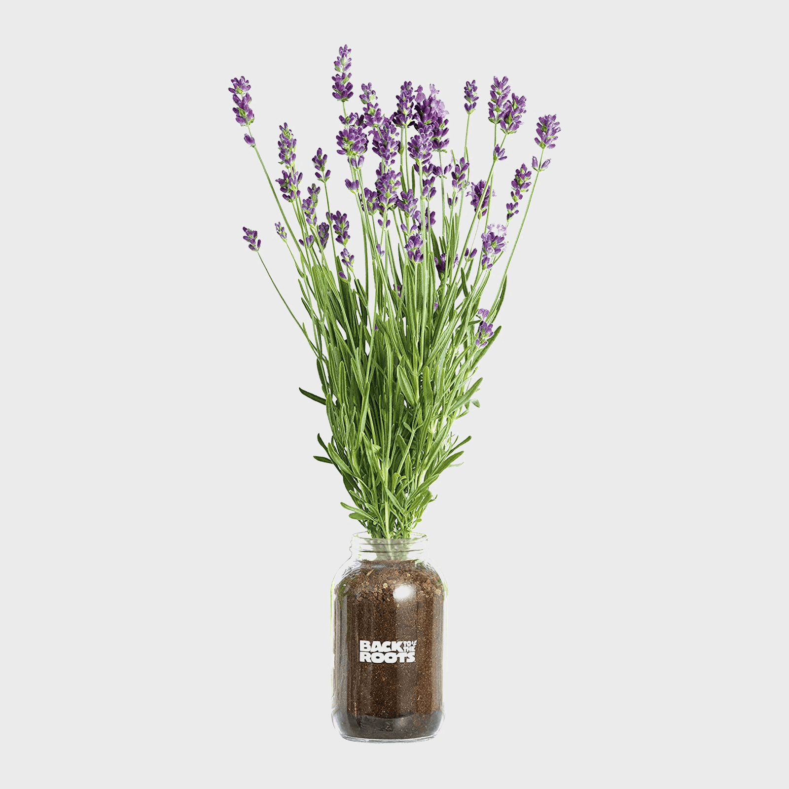 Lavender plants grow in a clear jar filled with soil, featuring the text "Back to the Roots," against a plain white background.