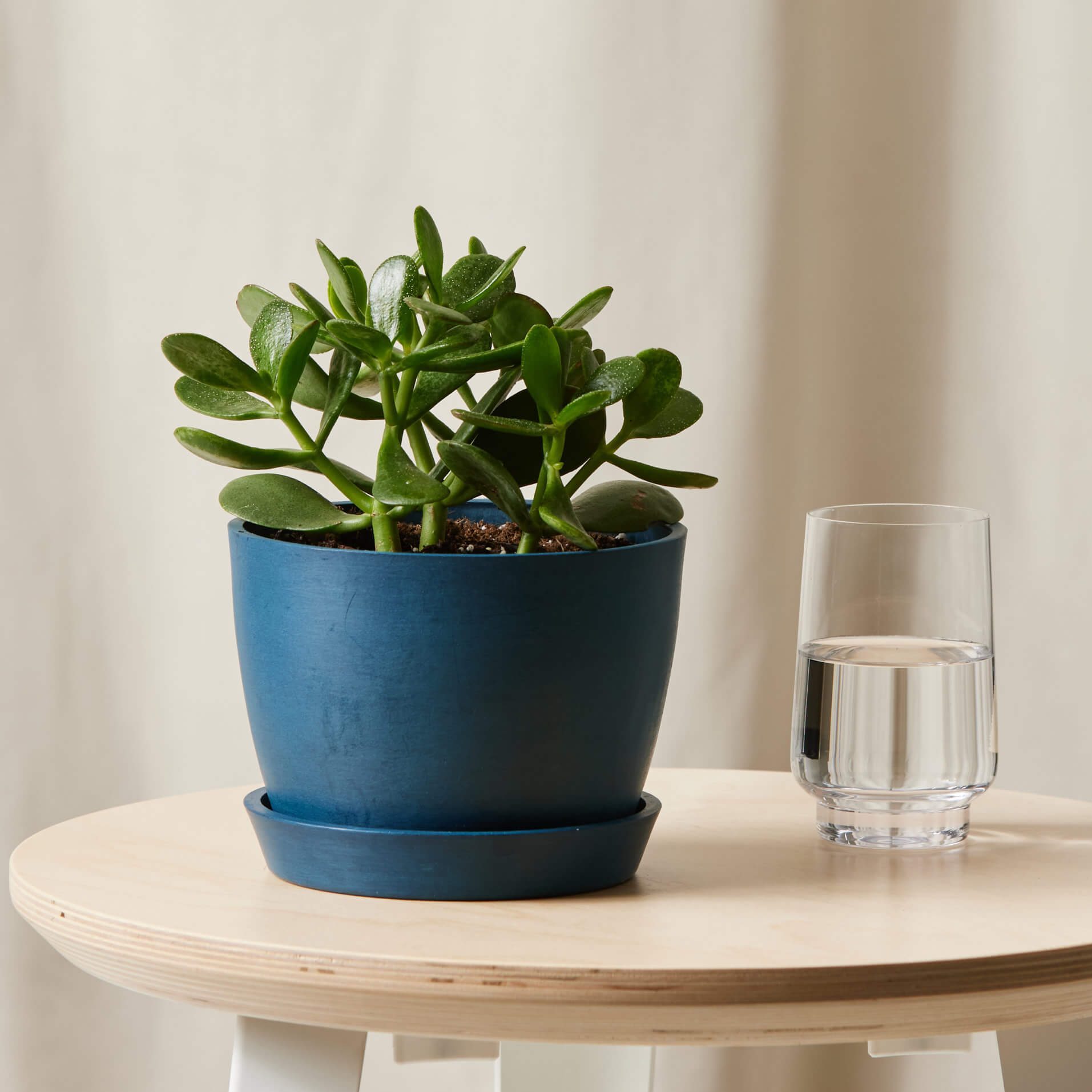 A jade plant sits in a blue pot on a wooden table, beside a glass of water in a simple indoor setting.