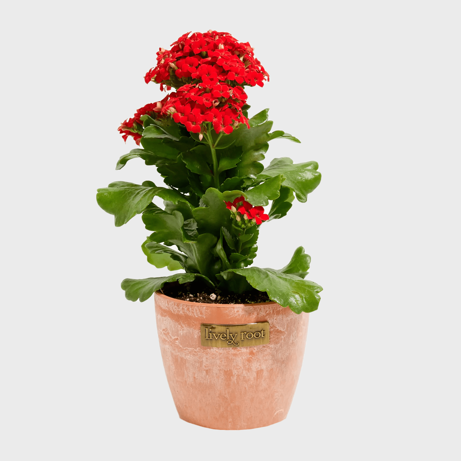 Red-flowered plant growing in a terracotta pot labeled "lively root," on a plain white background.