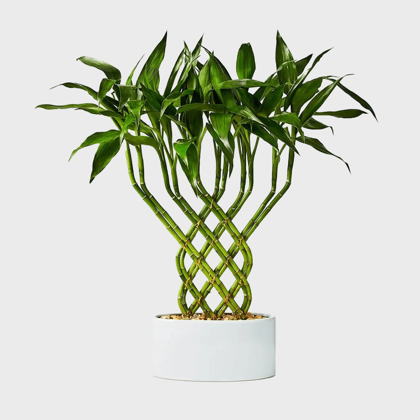Braided bamboo stems stand upright in a white pot, surrounded by small pebbles, with lush green leaves extending outward.