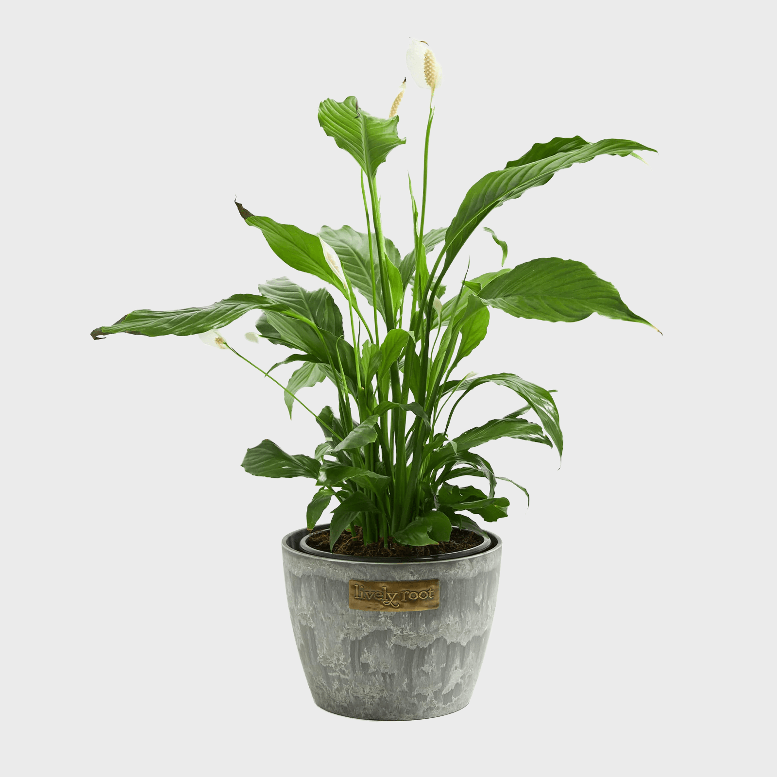 A lush green peace lily with white blooms stands in a gray pot labeled "lively root," against a plain background.