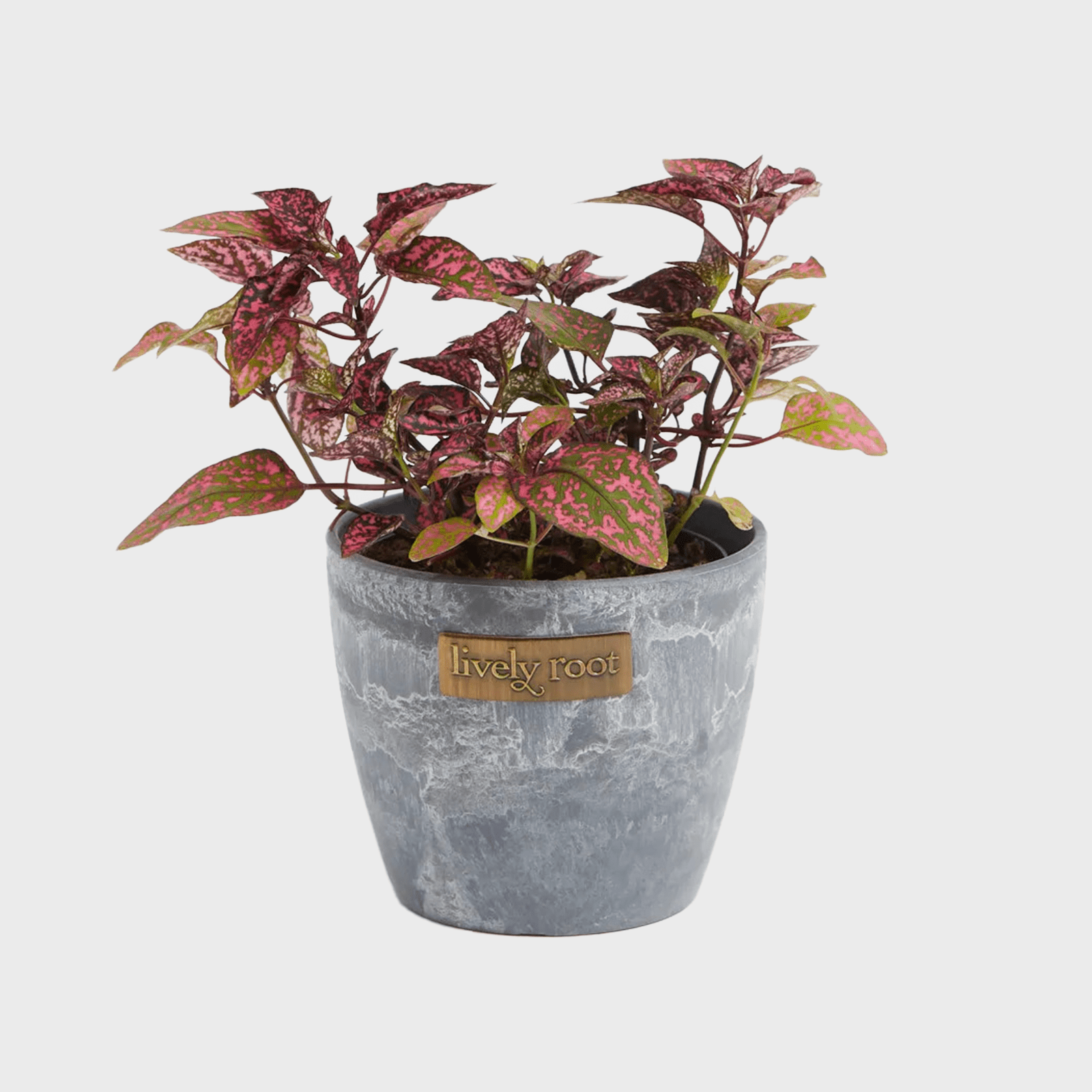 Plant with pink-speckled leaves sits in a gray pot labeled "lively root," isolated against a white background.