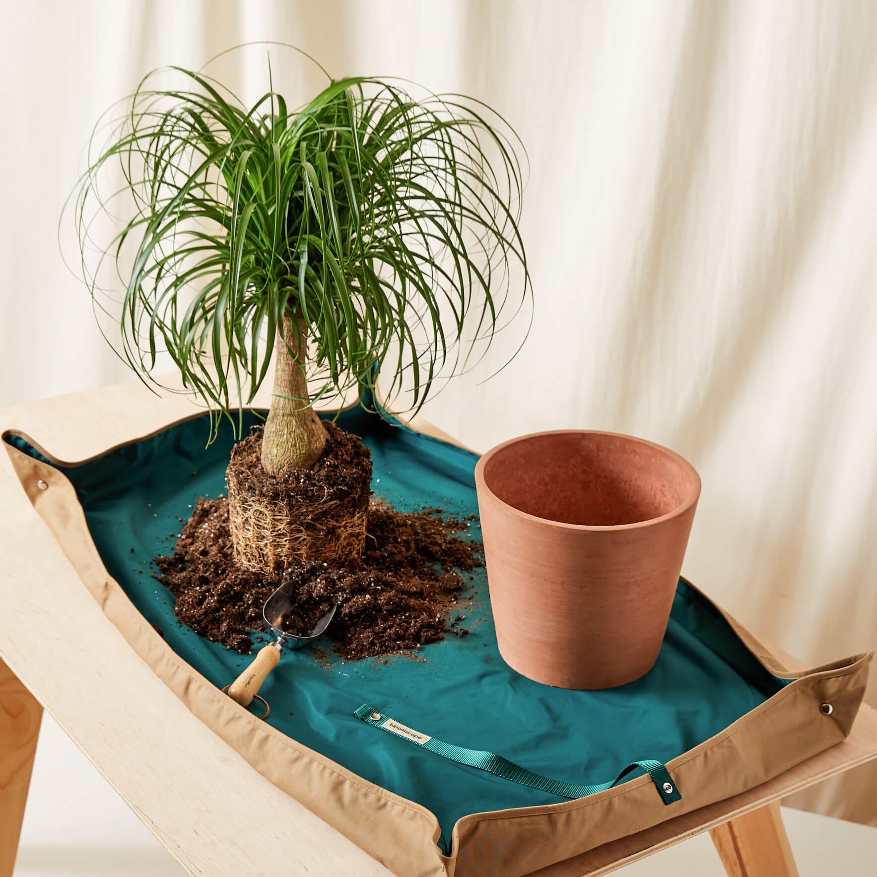 A potted plant rests with exposed roots amid spilled soil on a blue tarp, surrounded by a terracotta pot and a small shovel.
