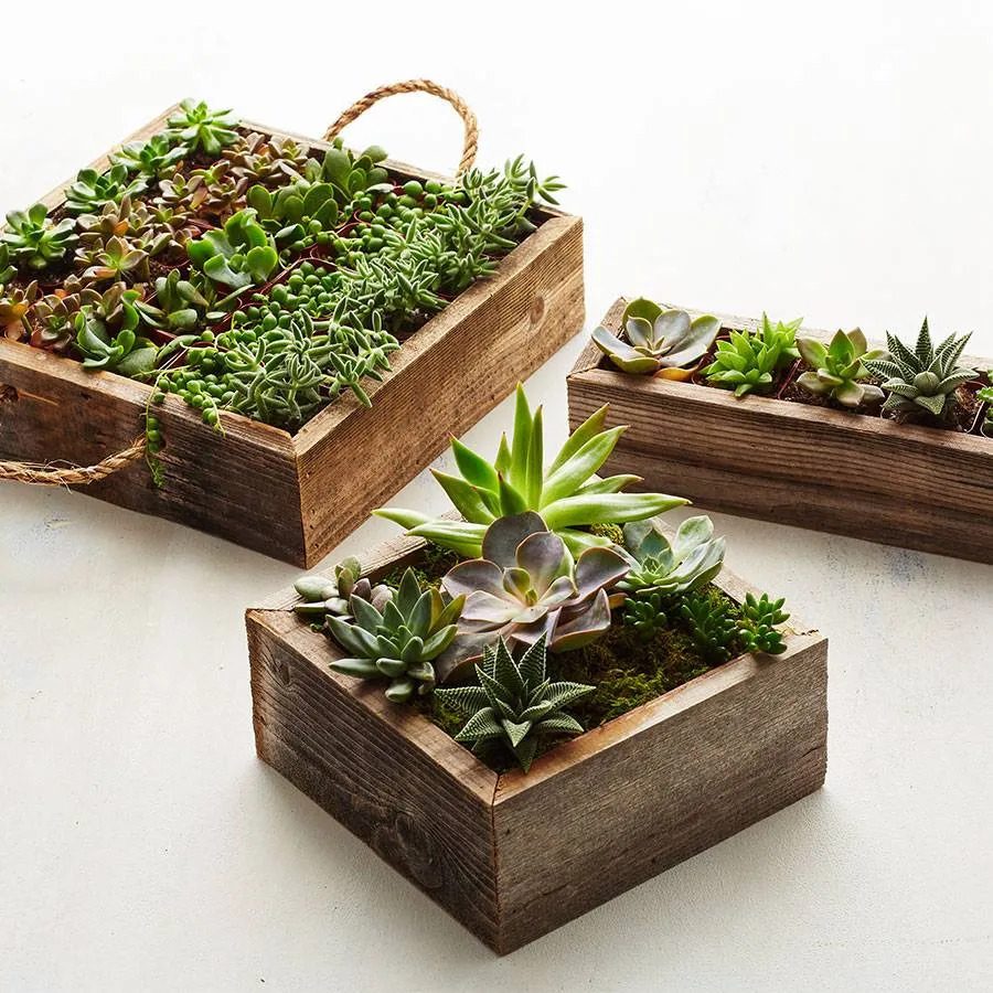 Succulents arranged creatively in rustic wooden boxes, placed on a light surface.
