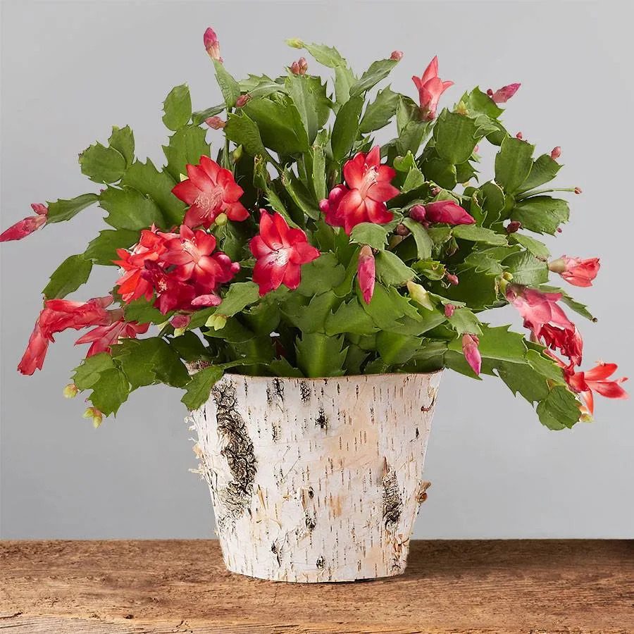 Potted plant with vibrant red flowers and green leaves, sitting on a wooden surface against a plain gray background.