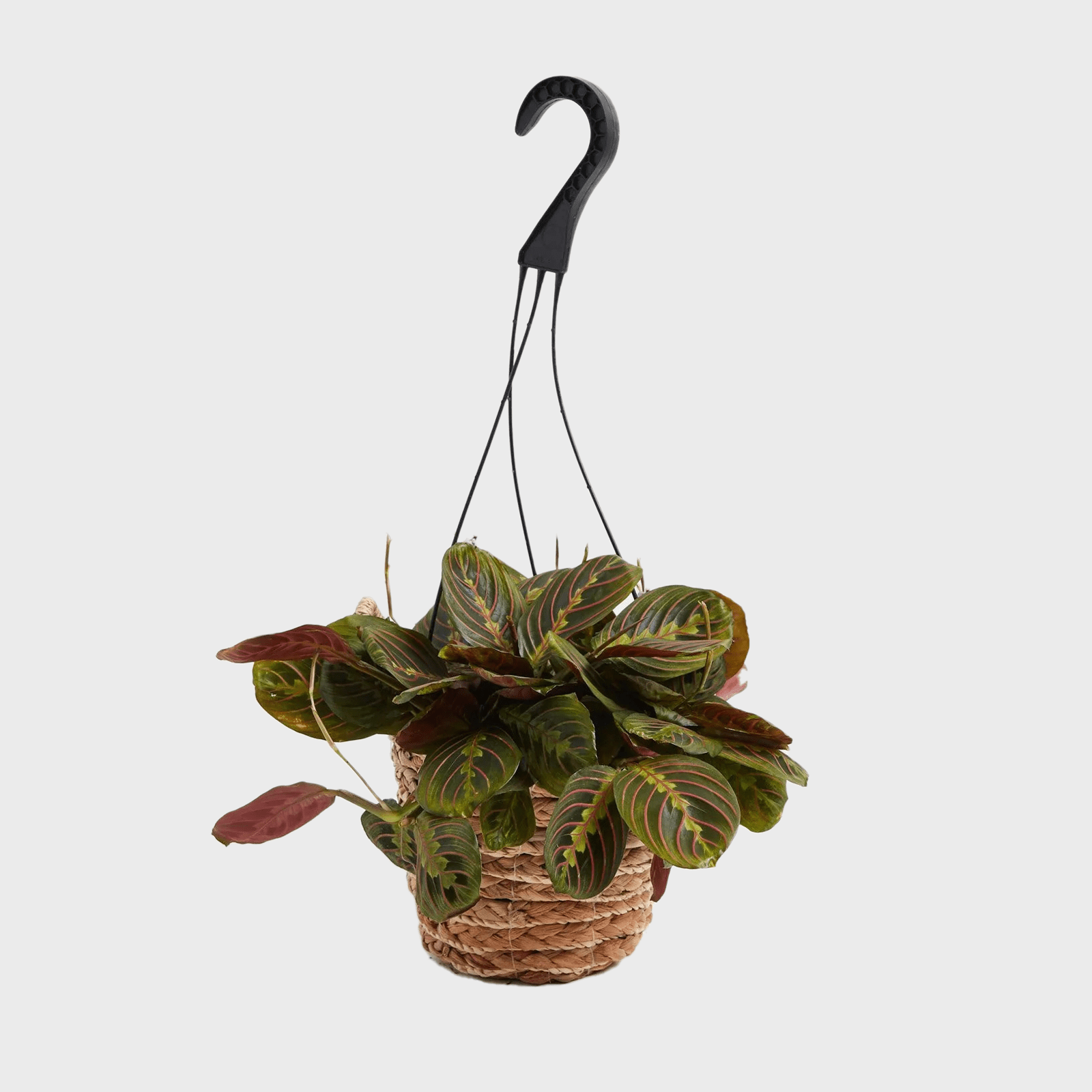 A woven basket holds a leafy plant with vibrant green and red leaves, hanging by black cords against a plain white background.
