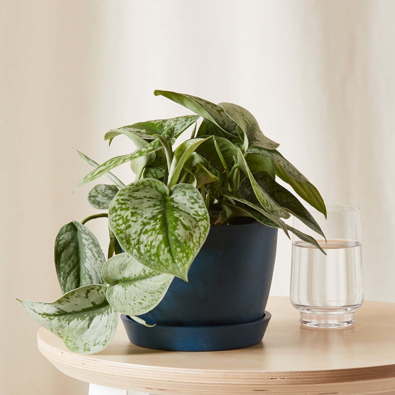 A potted plant sits on a light wooden table beside a glass of water, against a plain cream background.
