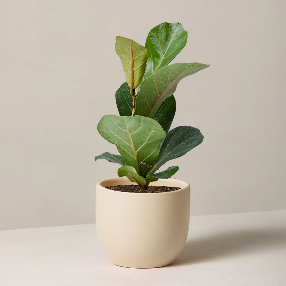A small fiddle leaf fig plant grows in a round beige pot against a plain, light gray background.