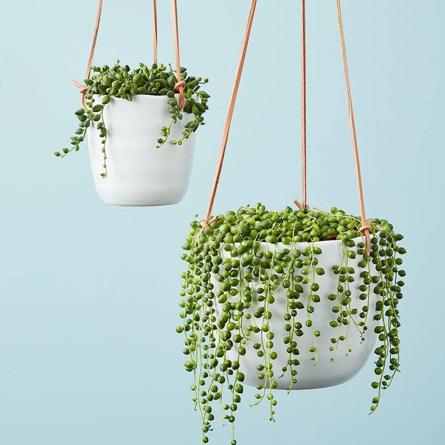 Hanging plants cascade from two white pots, suspended by leather straps, against a light blue background.