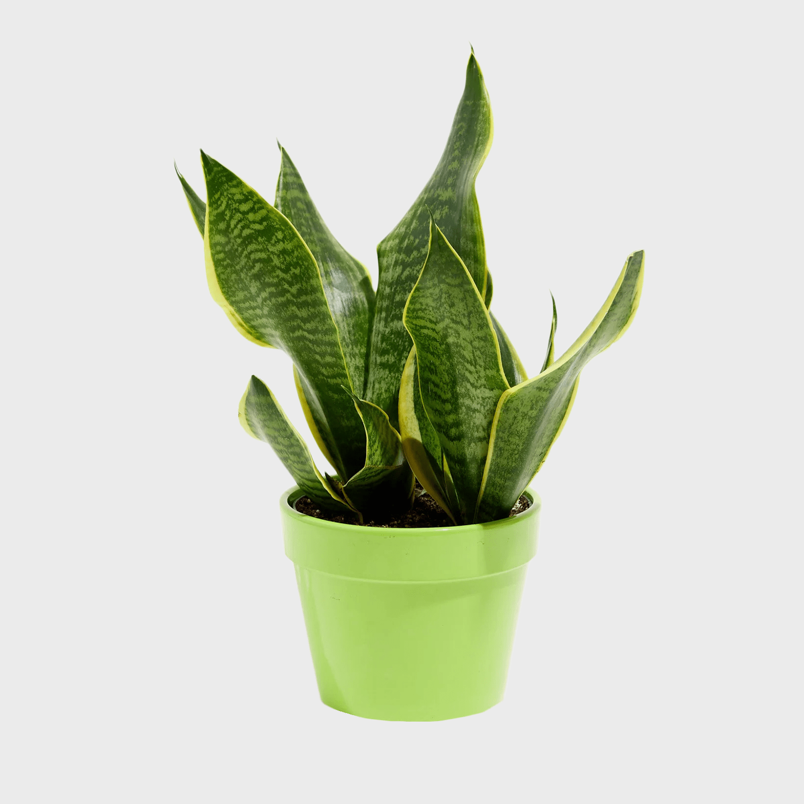 Green potted plant stands with long, variegated leaves, set against a plain gray background.