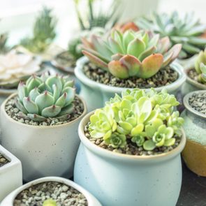 Succulent plants are arranged in small pots, sitting on a surface, with natural light softly illuminating the scene.