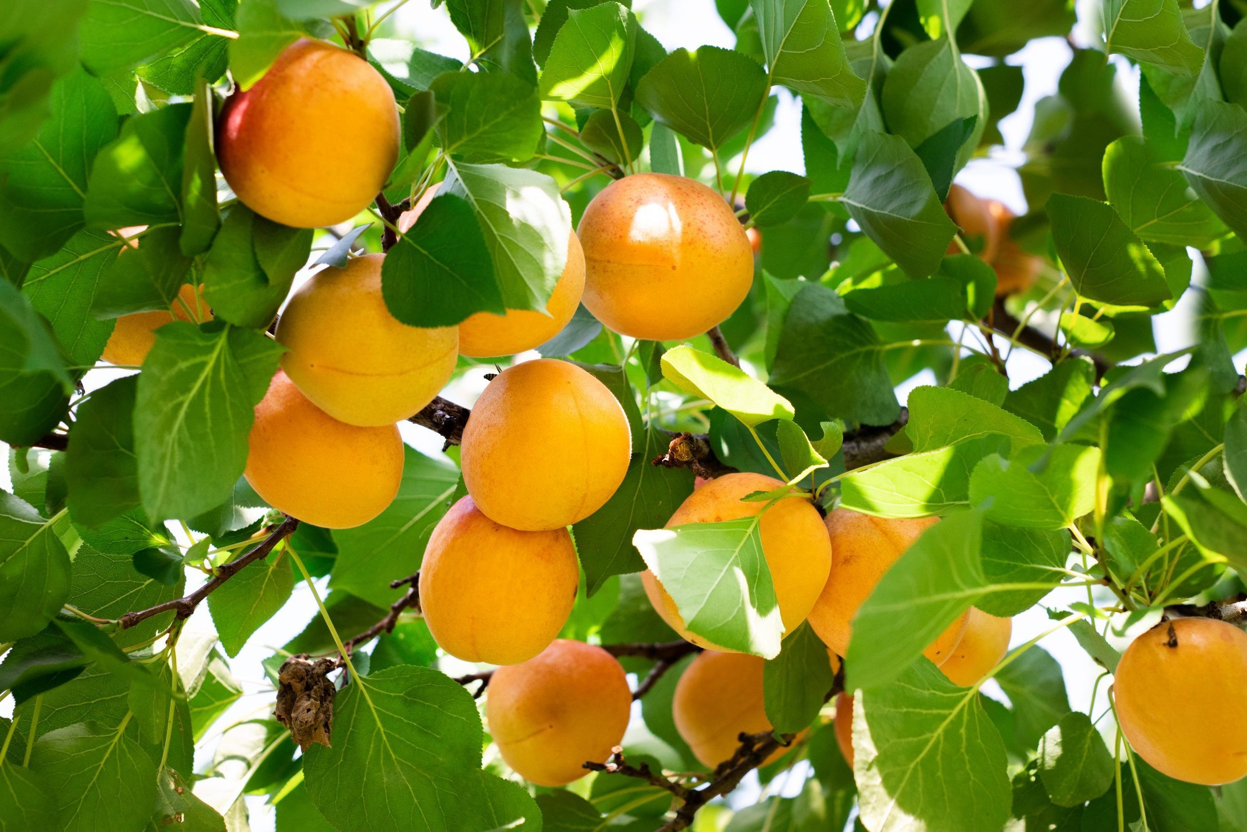 A bunch of ripe apricots branch in sunlight