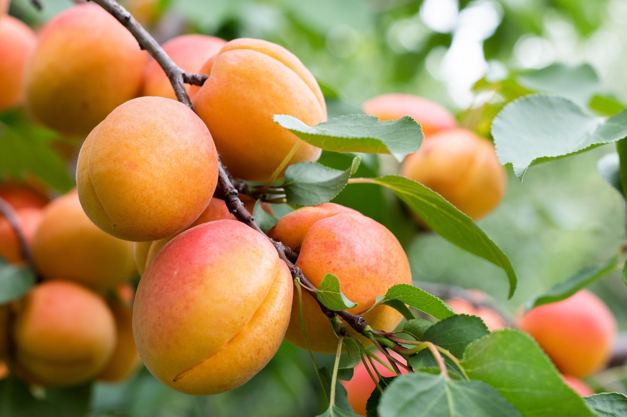 A bunch of ripe apricots branch in sunlight