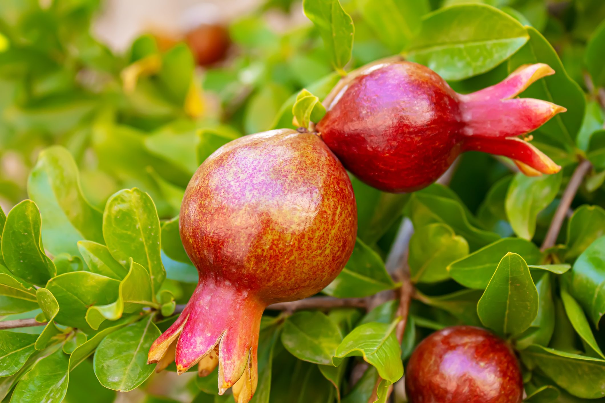 Red pomegranate on a tree in leaves