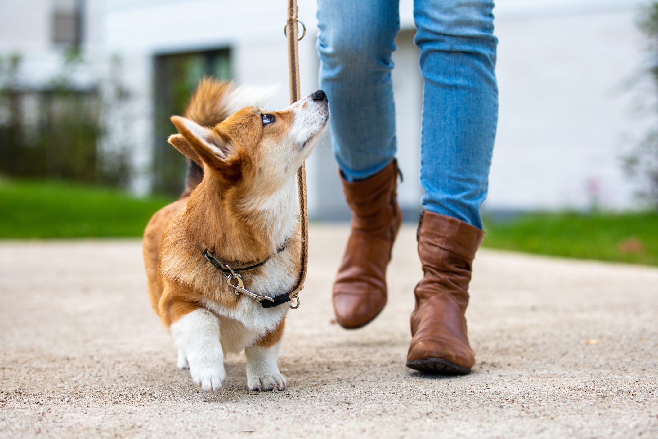 A corgi walks on a leash alongside a person in blue jeans and brown boots on a paved pathway with green grass nearby.